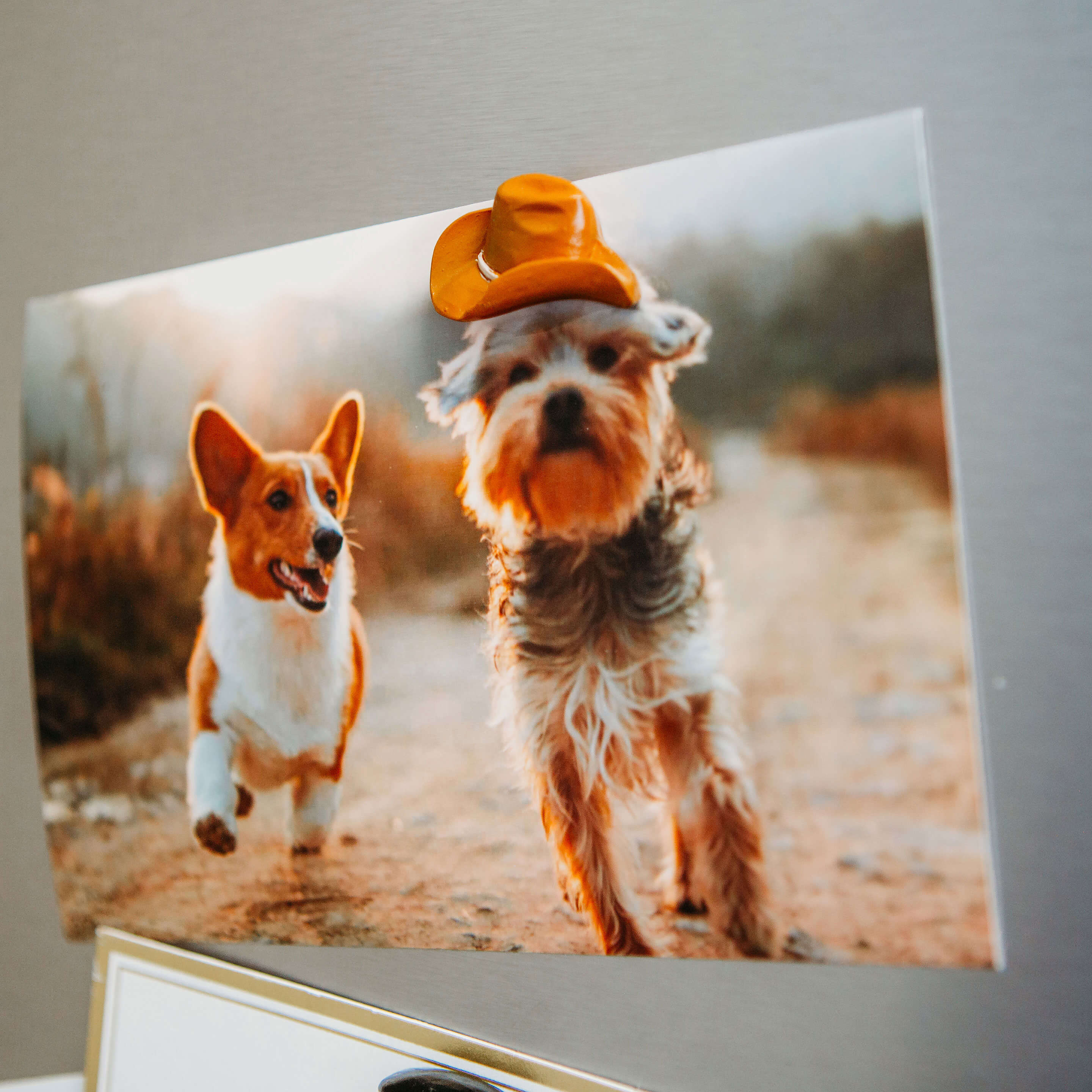 colorful HAT magnets s/4