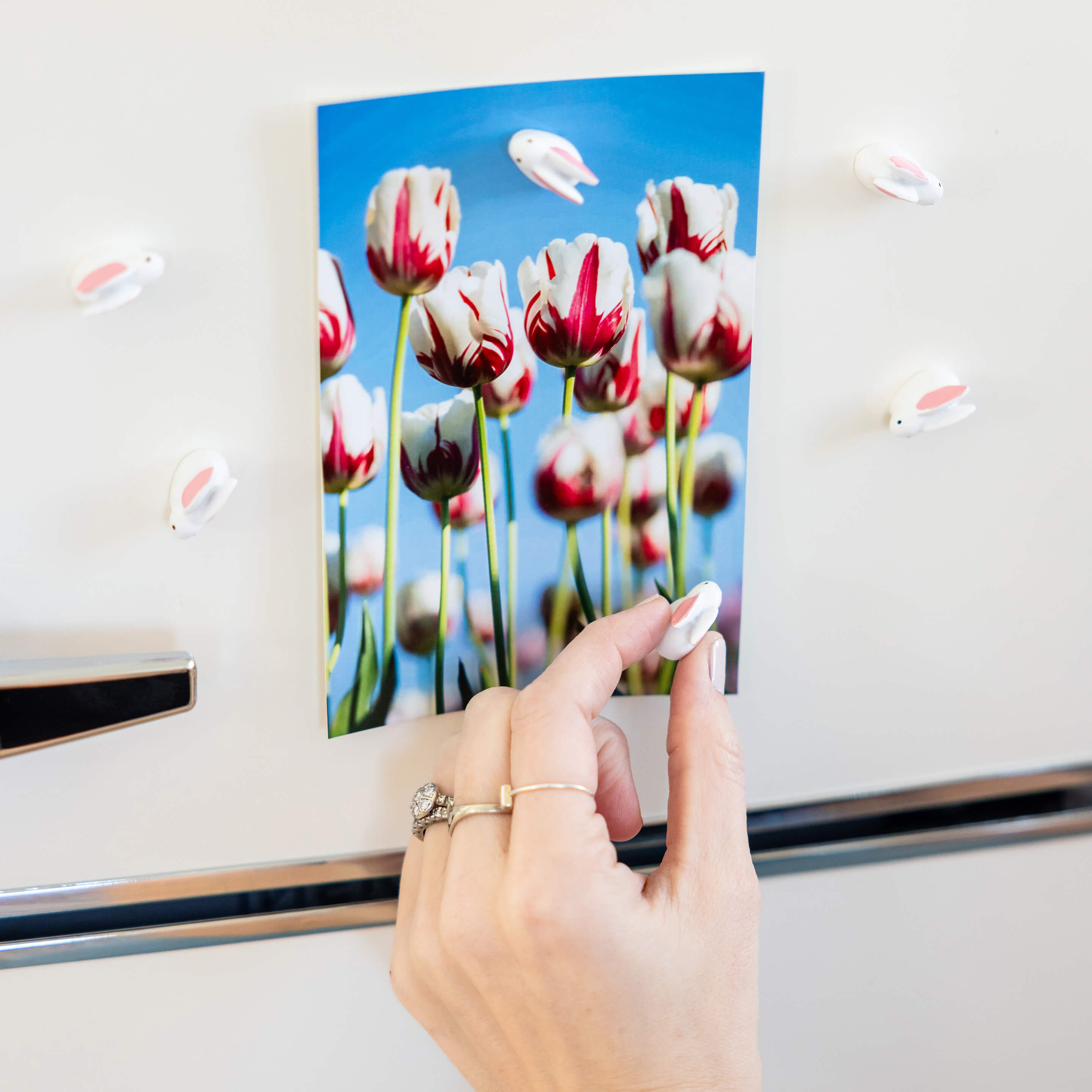 Magnetic Menagerie! Fun Ways to Use Animal Magnets Around the House